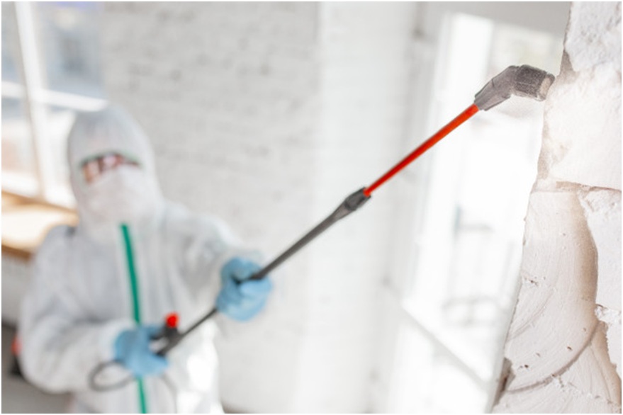 All you want to know about mold remediation process
