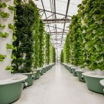 Aeroponic Gardening Idea Bring Home Your Garden
